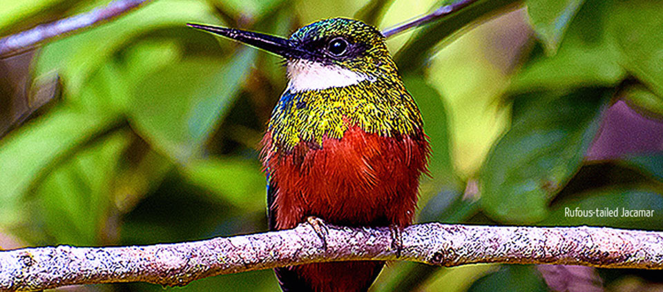 Chiapas Birding