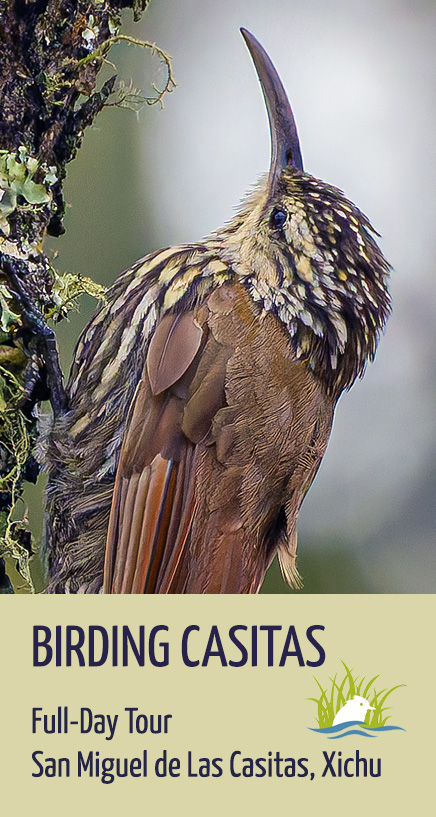 Birding San Miguel de Las Casitas, Xichu | Natural Protected Areas of Guanajuato, Mexico