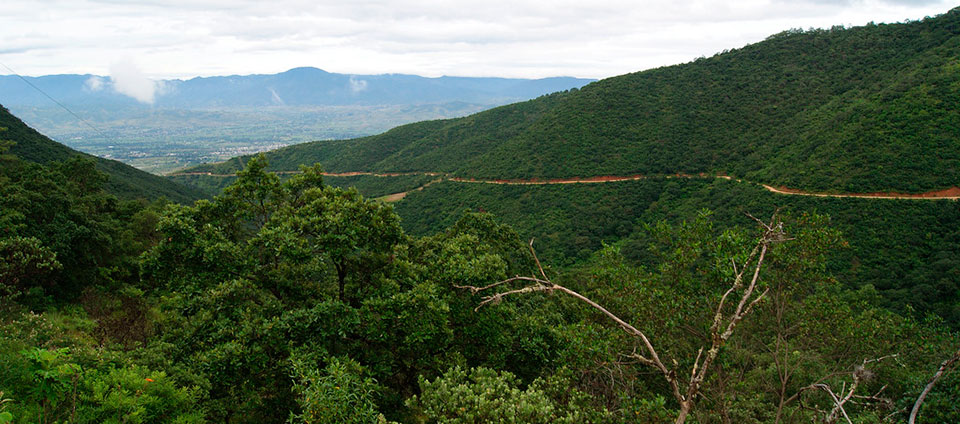 oaxaca-birding